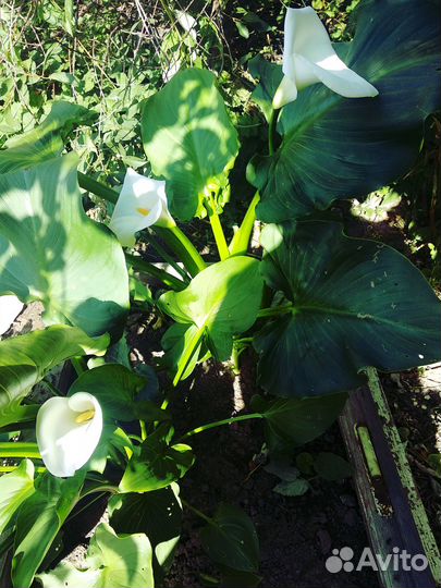 Комнатные цветы Каллы