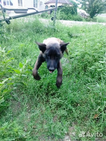 Бельгийский Малинуа