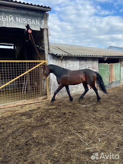 Жеребец чистопородный Орловец