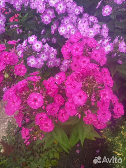 Флоксы сортовые многолетние