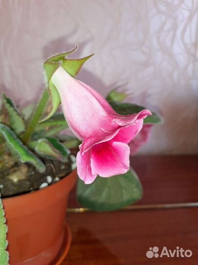 Глоксиния - тидея