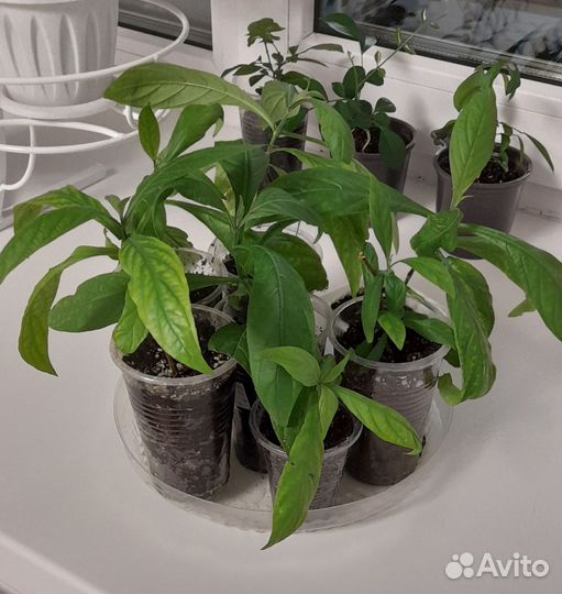 Пахистахис