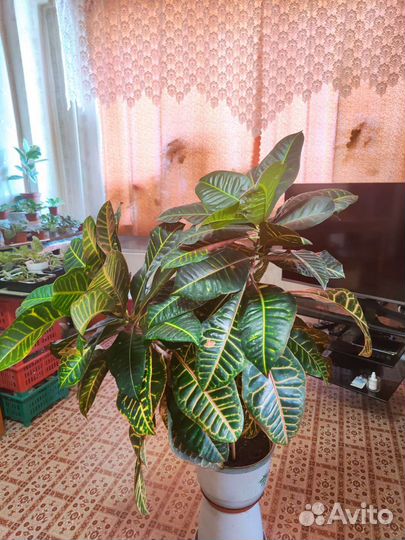 Кодиеум кротон, есть разные + малыши