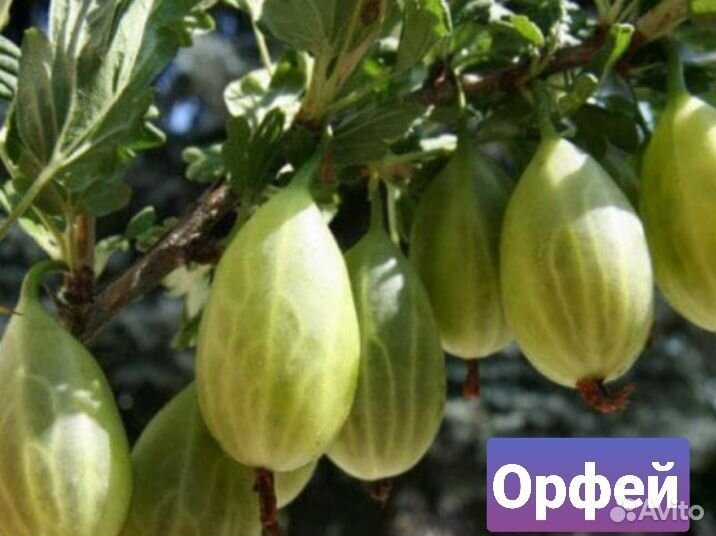 Крыжовник Пакс, Ксения, Гранд,Орфей, Тиксия