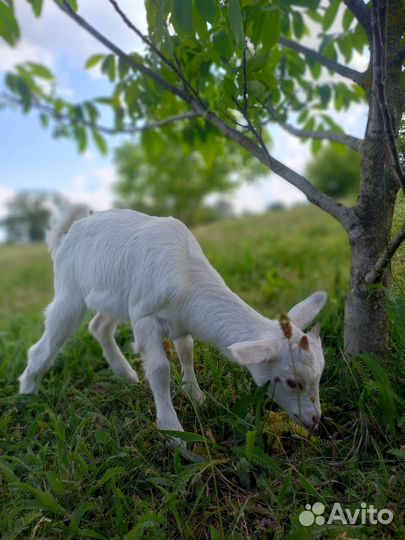 Козлята ламанча, бараны на племя