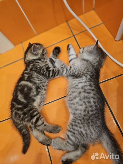 Шотландские котята