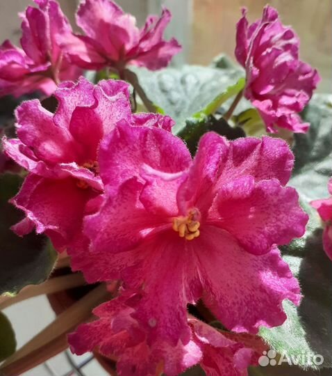 Фиалки детки