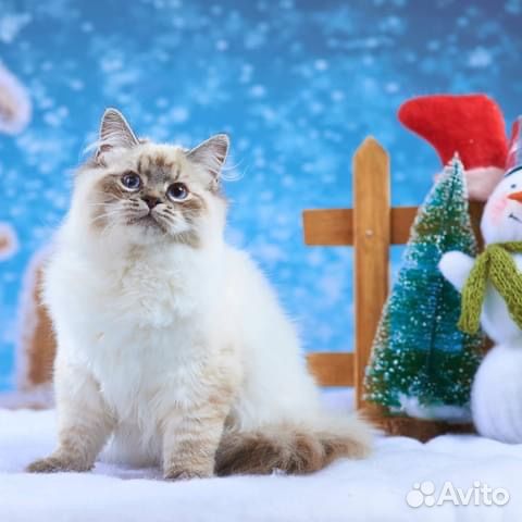 Невачки с документами