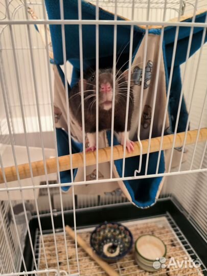 Отдам бесплатно крысу с клеткой (мальчик)