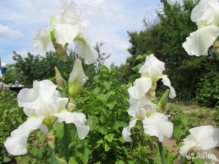 Тюльпаны всем, кто любит украшать