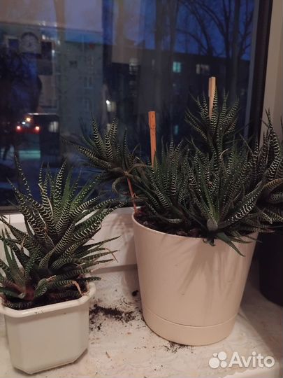 Комнатные растения хавортия полосатая