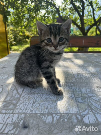 Котята в добрые руки мальчики