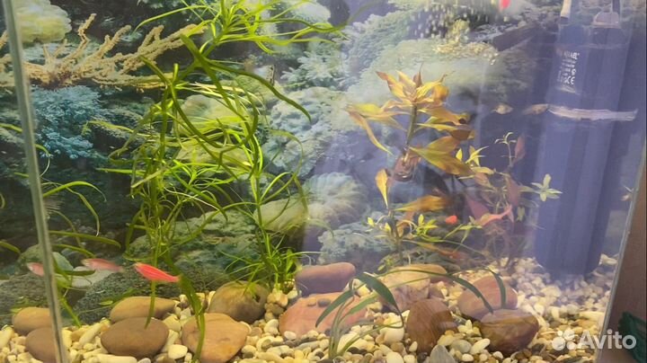Аквариум