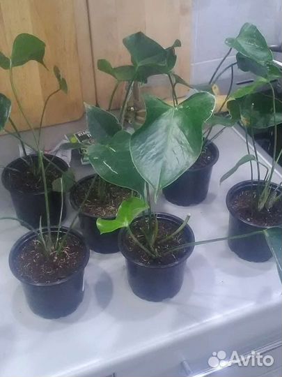 Антуриум jaguar Грин