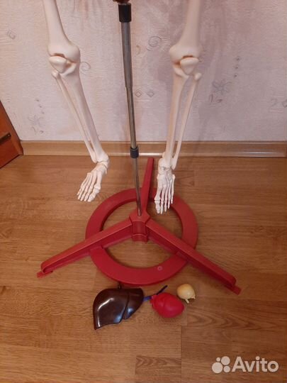 Макет скелета человека Артём