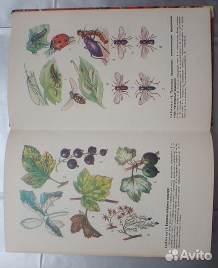 Календарь плодовода любителя