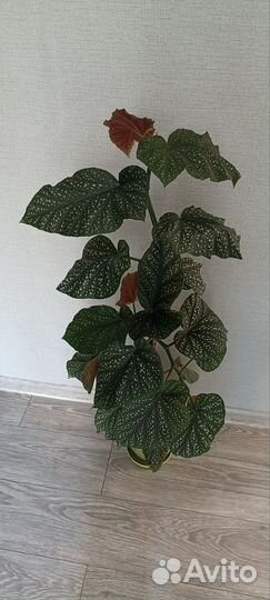 Бегония тростниковая