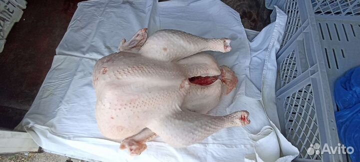 Мясо домашней индейки