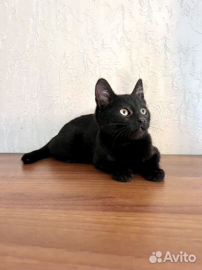 Котенок мальчик (2.5мес) в добрые руки