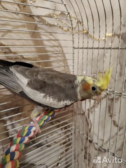 Попугай корелла с клеткой