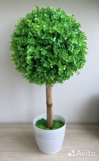 Самшит топиатий