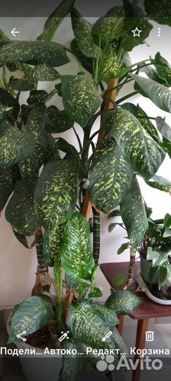 Диффенбахия