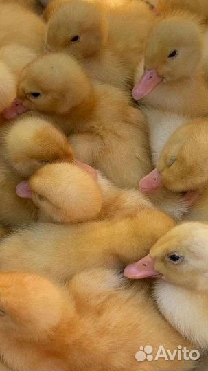 Утёнок суточный