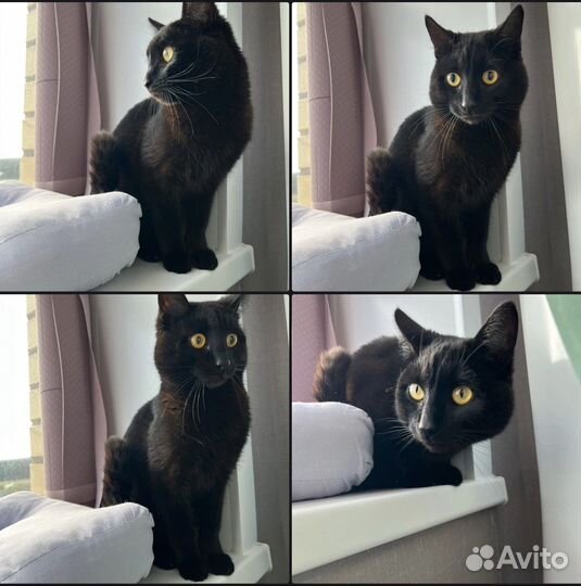 Кошки в добрые руки бесплатно