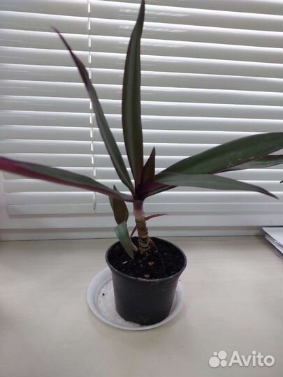 Традесканция Рео