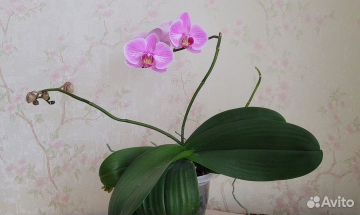 Орхидея