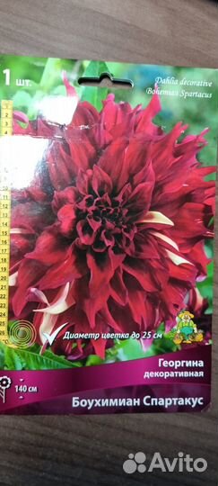 Георгин клубни