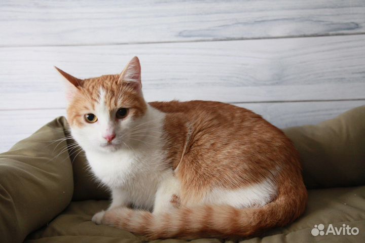 Котики бесплатно