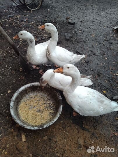 Гусята 4мес