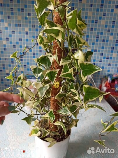 Крестовник вариегатный