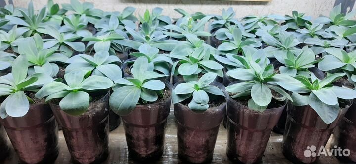 Рассада цветов эустома