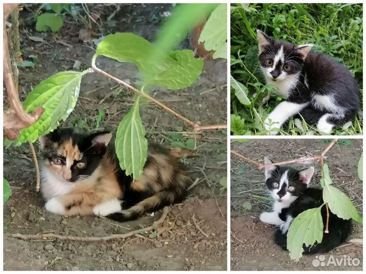 Котята