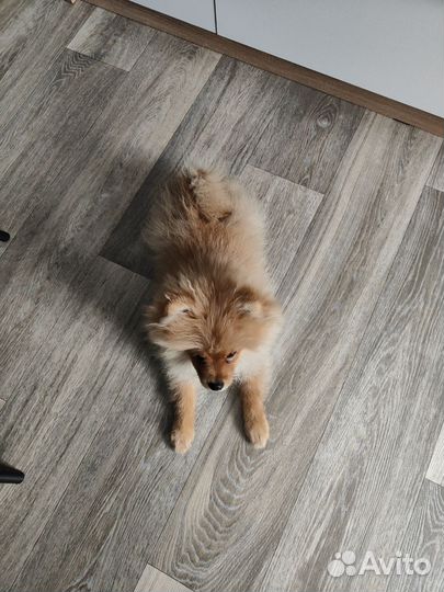 Щенок шпица