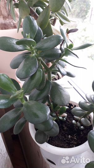 Алоэ вера, фиалки, денежное дерево и др