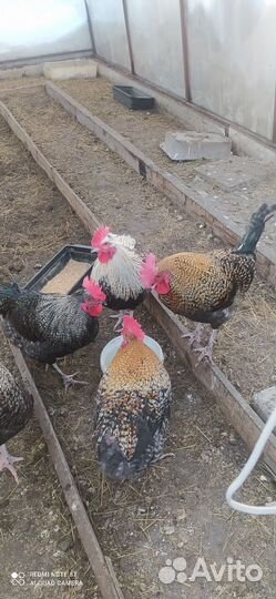 Гусак+ гусыня, обмен на цыплят