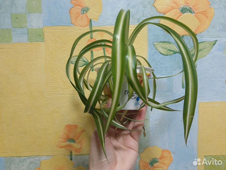 Хлорофитум кучерявый