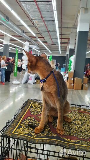 Ласковый котёнок