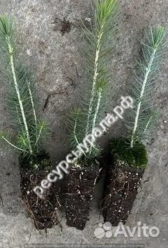 Сеянцы сосна обыкновенная ель сибирская зкс