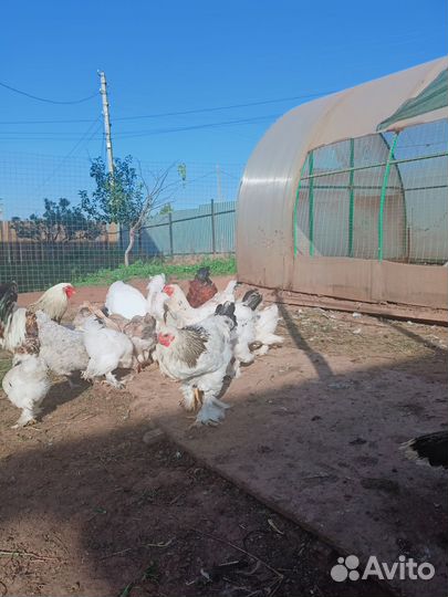 Петухи брама