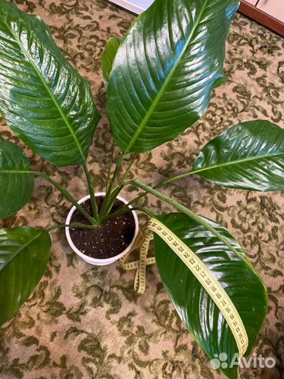 Спатифиллум королевский