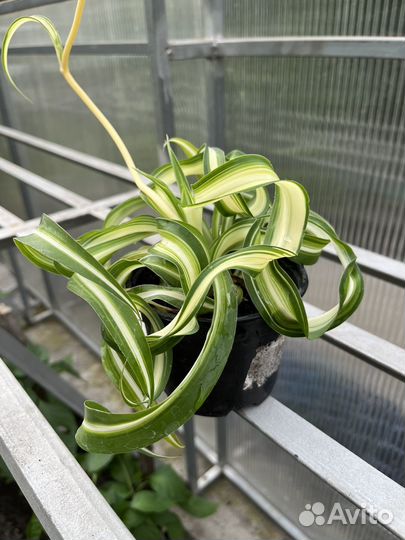 Хлорофитум кудрявый