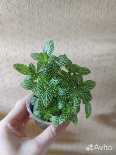 Фиттония бамбино