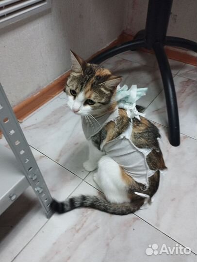 Трехцветка