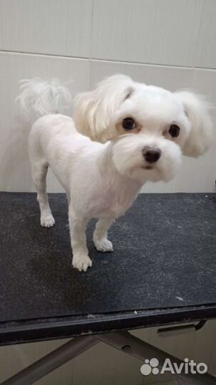 Стрижка собак, груминг кошек