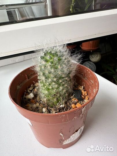 Кактус, мамилярии