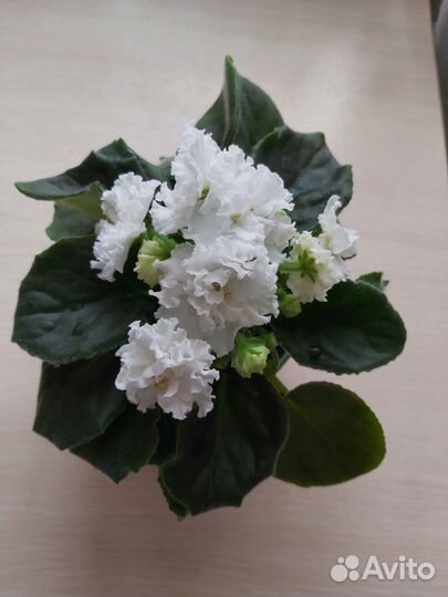 Фиалка махровая сортовая
